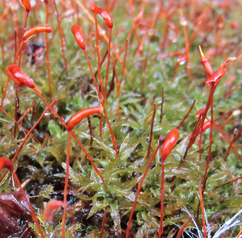 Atrichum undulatum
